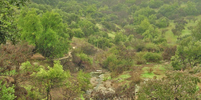 2008 | Estero Carrizo o Pircas Viejas